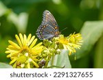 Red Spotted Purple Butterfly On ...