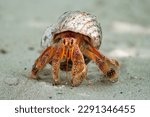 Hermit Crab in the Seychelles