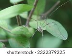 Small photo of Harvestman spider (Genus Leiobunum) close up on plant