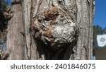 Small photo of Tree Burls or wood burl bulbous, woody growth on a trunk the result of stress that its tree has undergone