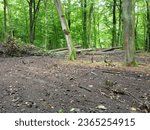 Small photo of The forest ecosystem was destroyed by ruthless felling of trees. Forced deforestation. Destroyed natural forest litter from leaves.