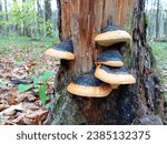 Small photo of Tinsel mushrooms on an old trunk in the forest. In the forest, there is a tree on which black and brown parasitic mushrooms grow. The topic of poisonous mushrooms in autumn.
