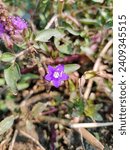 Small photo of Mahsaili, Bihar at 11:01am 28 December 2023 : The deep purple color of Parry's Phacelia makes this plant easy to spot in winter and springtime.