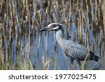 A Yellow Crowned Night Heron ...