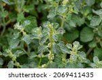 Botanical collection, marrubim vulgare medicinal plant growing in garden