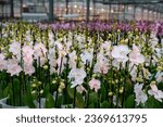 Cultivation of colorful tropical flowering plants orchid family Orchidaceae in Dutch greenhouse with UV IR Grow Light for trade and worldwide export, young plants for sale