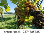 Small photo of Ripe ready to harvest Semillon white grapes on Sauternes vineyards in Barsac village affected by Botrytis cinerea noble rot, making of sweet dessert Sauternes wines in Bordeaux, France