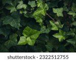 Dark Evening Ivy Texture Background, Crepeper Green Hedge in Night, Wall of Hedera Helix, Creeper Foliage Pattern, Ivy Carpet, Beautiful Natural Ivy Background