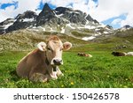milck cow with grazing on Switzerland Alpine mountains green grass pasture over blue sky