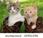 Couple Of Little Kittens...
