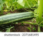 Small photo of Zucchini, courgette or baby marrow, Cucurbita pepo is a summer squash, a vining herbaceous plant whose fruit are harvested when immature seeds and epicarp rind are still soft and edible. Greenhouse