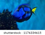 Palette Surgeonfish - Paracanthurus hepatus. Also called regal tang, palette surgeonfish, royal blue tang,  blue hippo tang, flagtail surgeonfish, Pacific regal blue tang