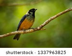 Small photo of Spangle-cheeked Tanager - Tangara dowii passerine bird, endemic resident breeder in the highlands of Costa Rica and Panama, formerly considered conspecific with green-naped tanager