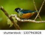 Small photo of Spangle-cheeked Tanager - Tangara dowii passerine bird, endemic resident breeder in the highlands of Costa Rica and Panama, formerly considered conspecific with green-naped tanager