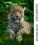 Jaguar   Panthera Onca  Wild...
