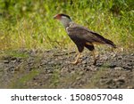 Small photo of Northern Crested Caracara - Caracara cheriway bird of prey in the family Falconidae, formerly considered conspecific with the southern caracara (plancus) and the extinct Guadalupe caracara (lutosa).