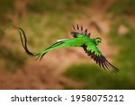 Quetzal   Pharomachrus Mocinno...