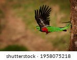 Quetzal   Pharomachrus Mocinno...