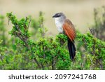 White-browed Coucal - Centropus superciliosus on the green bush, species of cuckoo in the Cuculidae family, found in sub-Saharan Africa,areas with thick cover afforded by rank undergrowth and scrub.
