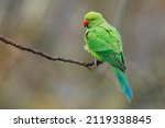 The rose-ringed parakeet (Psittacula krameri), also known as the ring-necked parakeet, is a medium-sized parrot. Beautiful colourful green parrot, cute parakeets perched on a branch
