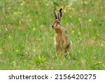 Brown Hare - Lepus europaeus, European hare, species of hare native to Europe and parts of Asia. It is among the largest hare species and is adapted to temperate, open country. Hares are herbivorous.