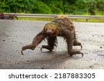 Small photo of Linnaeus two-toed sloth (Choloepus didactylus) crossing road. Cute wet sloth trying to get across a dirty road in Ecuador, Amazonia. Green background. Desperate animal.