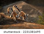 Small photo of Ring-tailed Lemur - Lemur catta large strepsirrhine primate with long, black and white ringed tail, endemic to Madagascar and endangered, in Malagasy as maky, maki or hira. Pair on the rock.