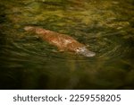 Small photo of Platypus - Ornithorhynchus anatinus or duck-billed platypus, strange semiaquatic egg-laying mammal marsupial with duck beak and flat fin tail, endemic to eastern Australia and Tasmania.