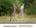 Small photo of Macropus giganteus - Two Eastern Grey Kangaroos fighting with each other in Tasmania in Australia. Animal cruel duel in the green australian forest. Kickboxing ang boxing two fighters.