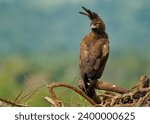 Long crested eagle   lophaetus...