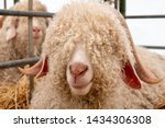 Angora Goat Face With Curly...