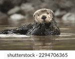 A large southern sea otters...