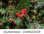 Taxus Baccata European Yew Is...