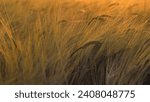 Small photo of Rye spikes sway rhythmically painted in golden by setting sun . Spikelets of wheat swaying in gentle summer wind. Spikelets of rye glisten from rays of sun moving from wind at evening twilight