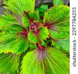 Small photo of Coleus is a genus of annual or perennial herbaceous or shrubs, sometimes succulent, sometimes with fleshy or tuberous rootstocks, found in tropical and subtropical regions.