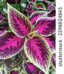 Small photo of Coleus is a genus of annual or perennial herbaceous or shrubs, sometimes succulent, sometimes with fleshy or tuberous rootstocks, found in the tropics and subtropics of the Old World.