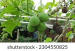 Small photo of Jatropha curcas (castor bean, physic nut, jatropha, barbados nut, poison nut , bubble bush, purging nut) hanging on the tree