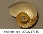 Small photo of Cut through a nacreous shimmering nautilus shell
