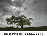 Lonely Oak Tree On A Steppe...