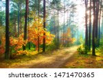 Scenery autumn forest. Sunny woodland. October nature landscape. Beautiful bright forest in sunlight.