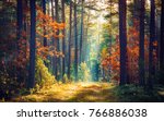 autumn forest nature vivid