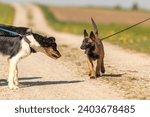 Small photo of springtime dog encounter: a border collie and a malinois meet on countryside path