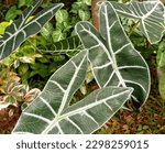 Small photo of beautiful green alocasia outgrow under the tree