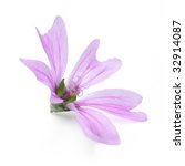 Mallow Flower Isolated On White ...
