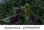 Small photo of Coleus is a genus of annual or perennial herbs or shrubs, sometimes succulent, sometimes with fleshy or tuberous rootstocks, occurring in tropical and subtropical regions.