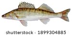 Zander river fish. Pike perch fish isolated on white background