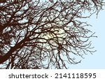 branch tree silhouette  view on ... | Shutterstock .eps vector #2141118595