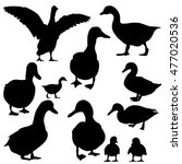 Duck & Ducklings Silhouette Free Stock Photo - Public Domain Pictures