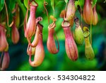 Nepenthes, Tropical pitcher plants and monkey cups 