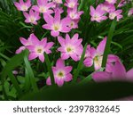 Small photo of Zephyranthes minuta is a tropical wildflower named Rain Lilies because of its propensity to blossom following a significant downpour. These little charmers gradually naturalise